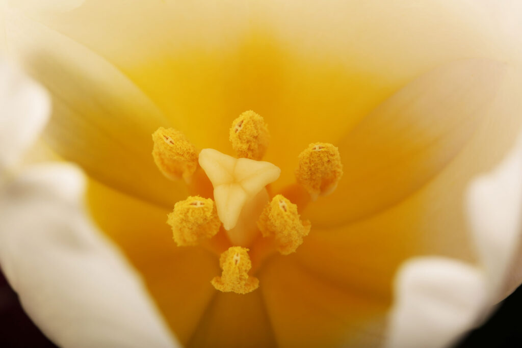 Edessä yhdistyminen? Yrityskaupan menestys ratkaistaan integraatiovaiheessa